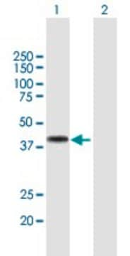 Anti-DMBX1 antibody produced in mouse purified immunoglobulin, buffered aqueous solution