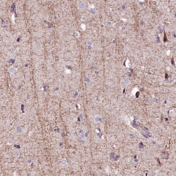 Anti-FCHSD2 antibody produced in rabbit Prestige Antibodies&#174; Powered by Atlas Antibodies, affinity isolated antibody, buffered aqueous glycerol solution