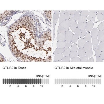 Anti-OTUB2 antibody produced in rabbit Prestige Antibodies&#174; Powered by Atlas Antibodies, affinity isolated antibody, buffered aqueous glycerol solution