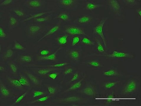 Anti-FANCC antibody produced in rabbit purified immunoglobulin, buffered aqueous solution