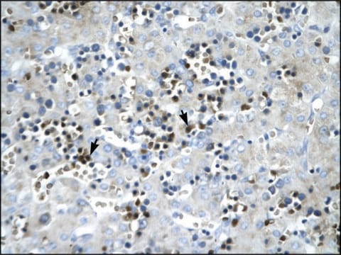 Anti-SCD antibody produced in rabbit IgG fraction of antiserum