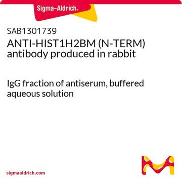 ANTI-HIST1H2BM (N-TERM) antibody produced in rabbit IgG fraction of antiserum, buffered aqueous solution