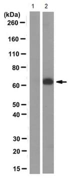 Anticorps anti-TAP1, clone&nbsp;mAb&nbsp;148.3 clone mAb 148.3, from mouse