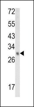 ANTI-EBP(N-TERMINAL) antibody produced in rabbit affinity isolated antibody, buffered aqueous solution