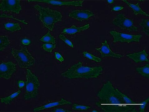 Monoclonal Anti-SH3GL1 antibody produced in mouse clone 2E8-H5, purified immunoglobulin, buffered aqueous solution