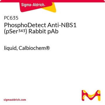 PhosphoDetect Anti-NBS1 (pSer&#179;&#8308;&#179;) Rabbit pAb liquid, Calbiochem&#174;