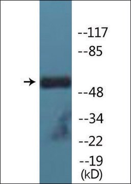 Anti-phospho-Lck (pTyr505) antibody produced in rabbit affinity isolated antibody