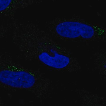 Anti-MGAT2 antibody produced in rabbit Prestige Antibodies&#174; Powered by Atlas Antibodies, affinity isolated antibody