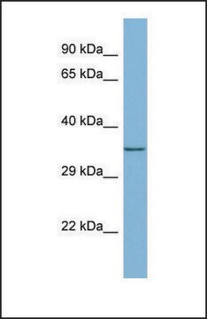 Anti-MEMO1 antibody produced in rabbit affinity isolated antibody