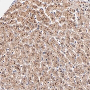 Anti-WSB1 antibody produced in rabbit Prestige Antibodies&#174; Powered by Atlas Antibodies, affinity isolated antibody, buffered aqueous glycerol solution