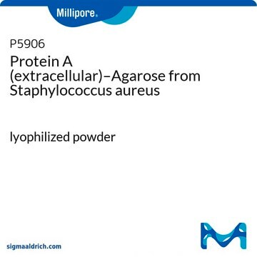 プロテイン&#160;A(細胞外)–アガロース Staphylococcus aureus由来 lyophilized powder