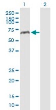 Anti-MAOA antibody produced in mouse IgG fraction of antiserum, buffered aqueous solution