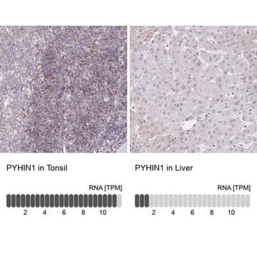 Anti-PYHIN1 antibody produced in rabbit Prestige Antibodies&#174; Powered by Atlas Antibodies, affinity isolated antibody, buffered aqueous glycerol solution