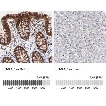 Anti-LGALS3 antibody produced in rabbit Prestige Antibodies&#174; Powered by Atlas Antibodies, affinity isolated antibody, buffered aqueous glycerol solution