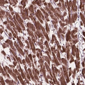 Anti-MRPL33 antibody produced in rabbit Prestige Antibodies&#174; Powered by Atlas Antibodies, affinity isolated antibody, buffered aqueous glycerol solution