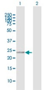 Anti-RANBP1 antibody produced in rabbit purified immunoglobulin, buffered aqueous solution