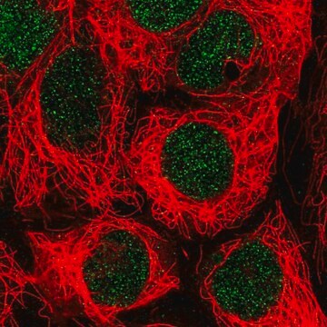 Anti-SLC17A9 antibody produced in rabbit Prestige Antibodies&#174; Powered by Atlas Antibodies, affinity isolated antibody