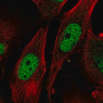 Anti-SAP30 antibody produced in rabbit Prestige Antibodies&#174; Powered by Atlas Antibodies, affinity isolated antibody