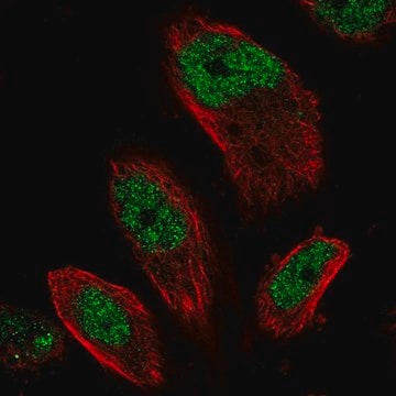 Anti-EMSY antibody produced in rabbit Prestige Antibodies&#174; Powered by Atlas Antibodies, affinity isolated antibody