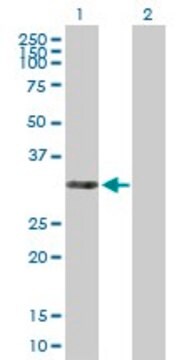 Anti-THAP3 antibody produced in mouse purified immunoglobulin, buffered aqueous solution