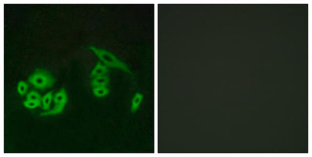 Anti-GPR12 antibody produced in rabbit affinity isolated antibody