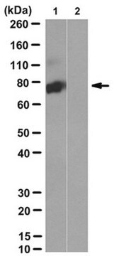 Anti-GRK2 Antibody, clone E23/8 clone E23/8, from mouse