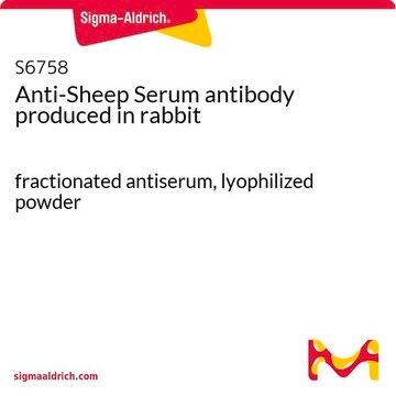 Anti-Sheep Serum antibody produced in rabbit fractionated antiserum, lyophilized powder