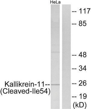 Anti-Kallikrein-11 (Cleaved-Ile54) antibody produced in rabbit affinity isolated antibody