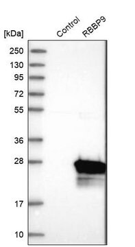 Anti-RBBP9 antibody produced in rabbit Prestige Antibodies&#174; Powered by Atlas Antibodies, affinity isolated antibody, buffered aqueous glycerol solution