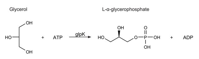 Glycerokinase from Escherichia coli 300-600&#160;units/mL, ammonium sulfate suspension