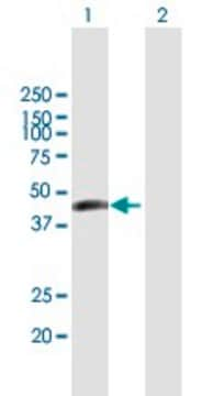 Anti-ERMN antibody produced in mouse purified immunoglobulin, buffered aqueous solution