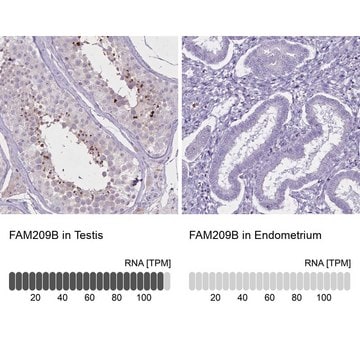 Anti-FAM209B antibody produced in rabbit Prestige Antibodies&#174; Powered by Atlas Antibodies, affinity isolated antibody, buffered aqueous glycerol solution