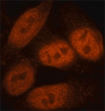 Anti-BCOR antibody, Mouse monoclonal clone BR-4, purified from hybridoma cell culture