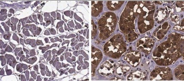 Anti-MPST Antibody, clone 1H10.1 clone 1H10.1, from mouse