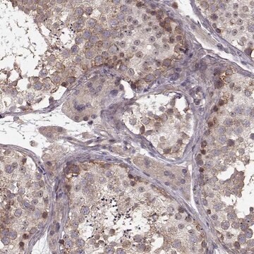 Anti-SLAIN2 antibody produced in rabbit Prestige Antibodies&#174; Powered by Atlas Antibodies, affinity isolated antibody