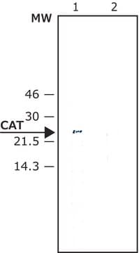 Anti-Chloramphenicol Acetyl Transferase (CAT) antibody produced in rabbit IgG fraction of antiserum, buffered aqueous solution