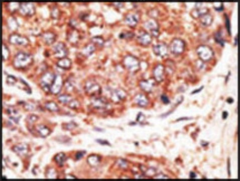 Anti-MAFK (C-term) antibody produced in rabbit IgG fraction of antiserum, buffered aqueous solution