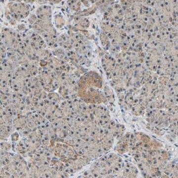 Anti-GCAT antibody produced in rabbit Prestige Antibodies&#174; Powered by Atlas Antibodies, affinity isolated antibody, buffered aqueous glycerol solution