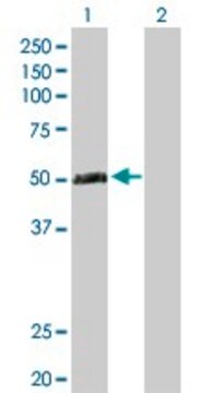 Anti-TEX13A antibody produced in rabbit purified immunoglobulin, buffered aqueous solution