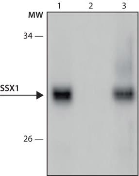 Monoclonal Anti-SSX1 antibody produced in mouse clone SSX1-A207, culture supernatant