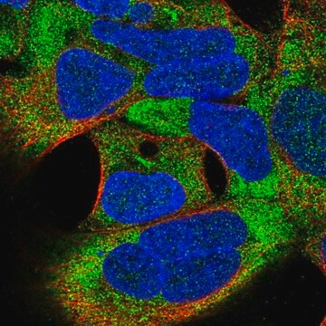 Anti-TSR3 antibody produced in rabbit Prestige Antibodies&#174; Powered by Atlas Antibodies, affinity isolated antibody