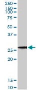 Monoclonal Anti-BCAP31 antibody produced in mouse clone 3C5, purified immunoglobulin, buffered aqueous solution