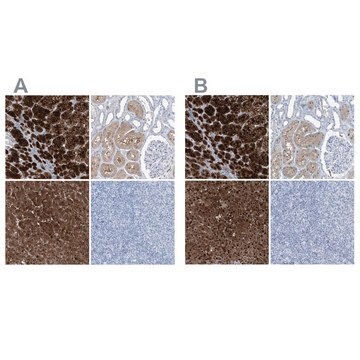 Anti-RGN antibody produced in rabbit Prestige Antibodies&#174; Powered by Atlas Antibodies, affinity isolated antibody, buffered aqueous glycerol solution, ab1