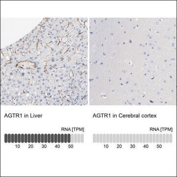 Anti-AGTR1 antibody produced in rabbit Prestige Antibodies&#174; Powered by Atlas Antibodies, affinity isolated antibody, buffered aqueous glycerol solution