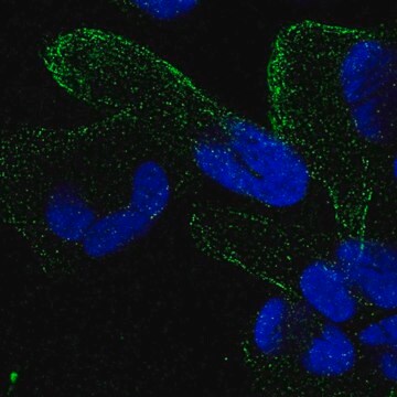 Anti-ZNF302 antibody produced in rabbit Prestige Antibodies&#174; Powered by Atlas Antibodies, affinity isolated antibody