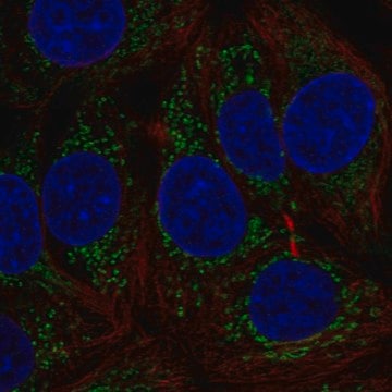 Anti-MTHFD1L antibody produced in rabbit Prestige Antibodies&#174; Powered by Atlas Antibodies, affinity isolated antibody