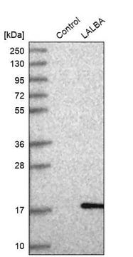 Anti-LALBA antibody produced in rabbit Prestige Antibodies&#174; Powered by Atlas Antibodies, affinity isolated antibody