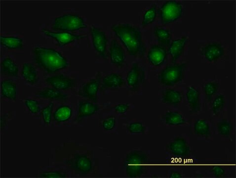 Monoclonal Anti-ZIC4 antibody produced in mouse clone 2C2, purified immunoglobulin, buffered aqueous solution