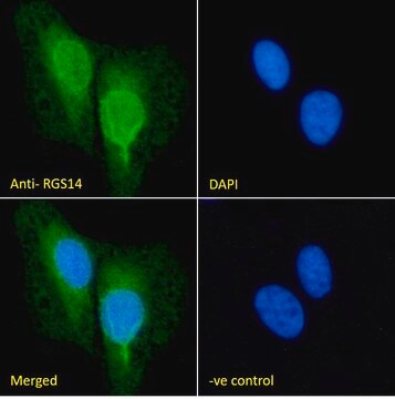 Anti-RGS14 antibody produced in goat affinity isolated antibody, buffered aqueous solution