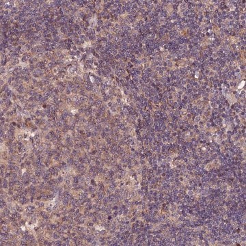 Anti-RINL antibody produced in rabbit Prestige Antibodies&#174; Powered by Atlas Antibodies, affinity isolated antibody, buffered aqueous glycerol solution